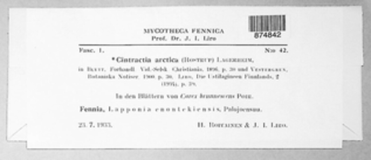 Orphanomyces arcticus image